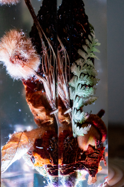 Die letzte Ernte - Morchel, Platanenpuschel & Distelblüte