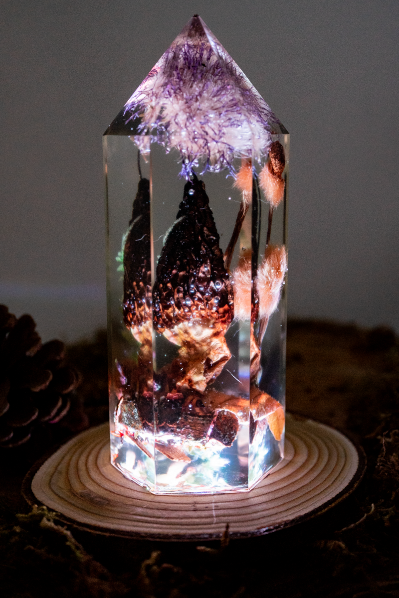 Die letzte Ernte - Morchel, Platanenpuschel & Distelblüte