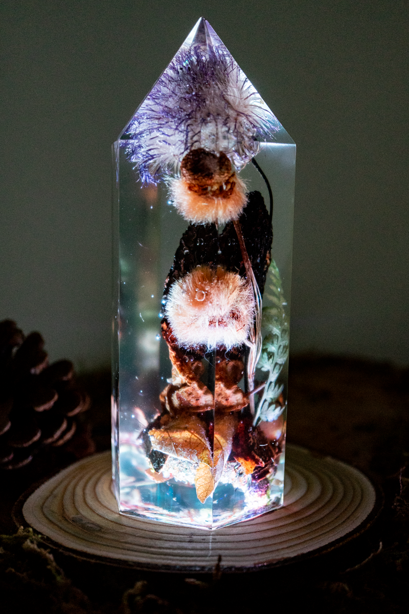 Die letzte Ernte - Morchel, Platanenpuschel & Distelblüte