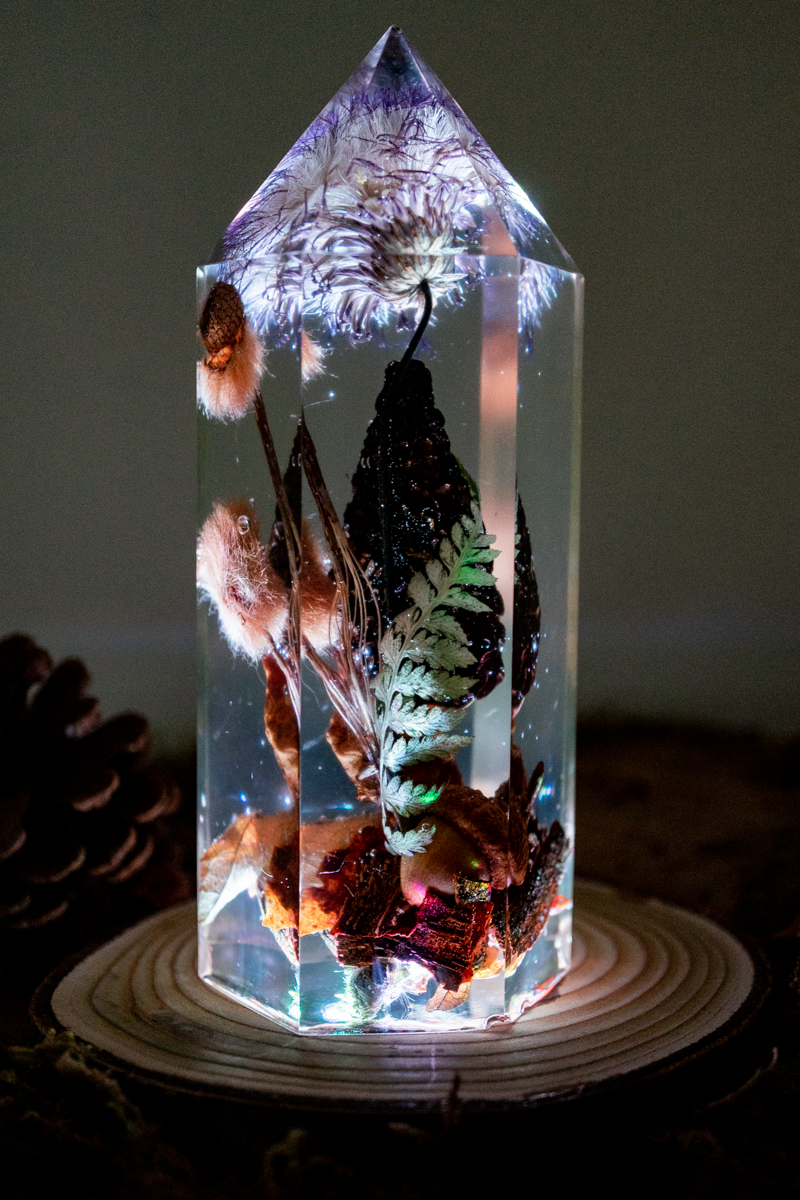 Die letzte Ernte - Morchel, Platanenpuschel & Distelblüte