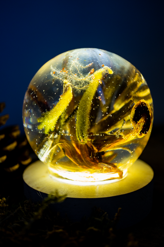 Fluoreszenz - UV-aktive grünblättrige Schwefelköpfe