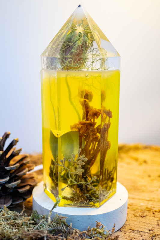 Langsame Zeit - Samtfussrüblinge & Bartflechte