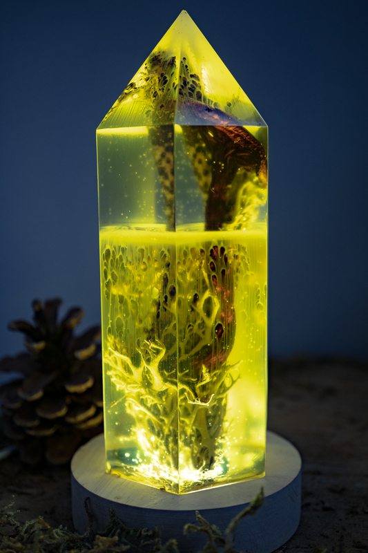 Unsichtbare Netze - Hallimasch & Bartflechte