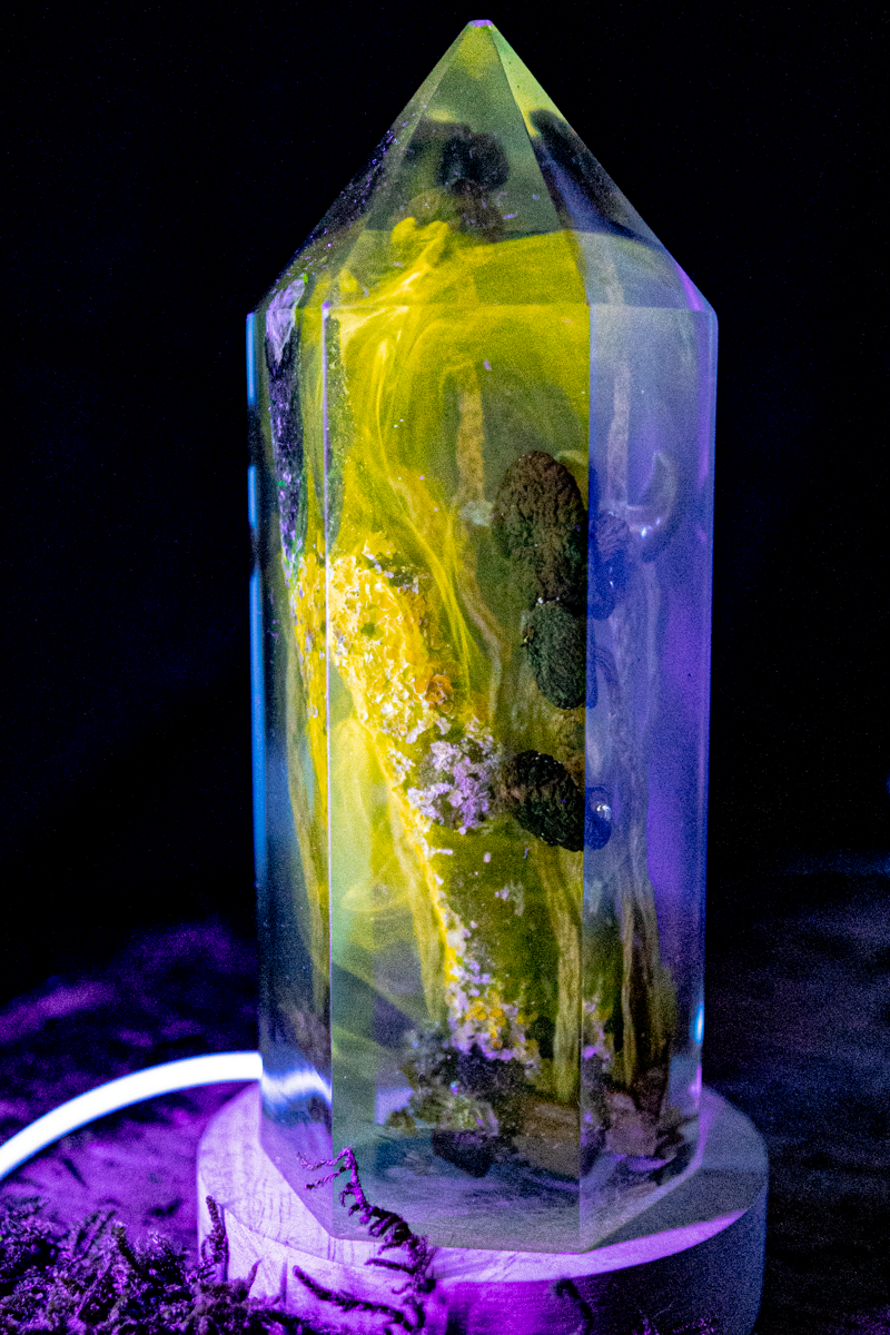 Chemie des Überlebens - Südlicher Ackerling & Buntflechte