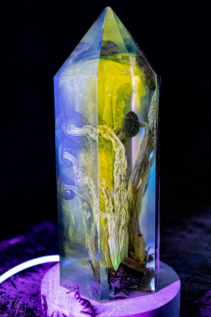 Chemie des Überlebens - Südlicher Ackerling & Buntflechte