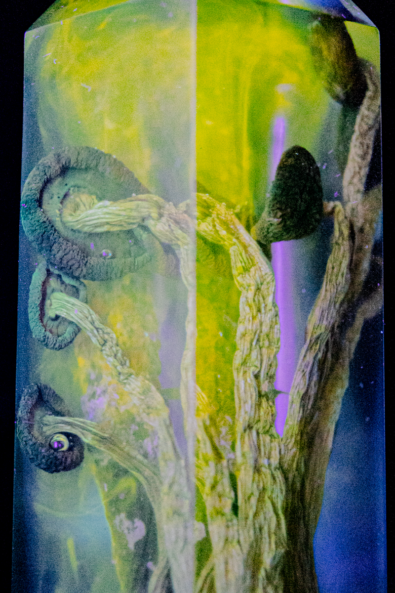 Chemie des Überlebens - Südlicher Ackerling & Buntflechte