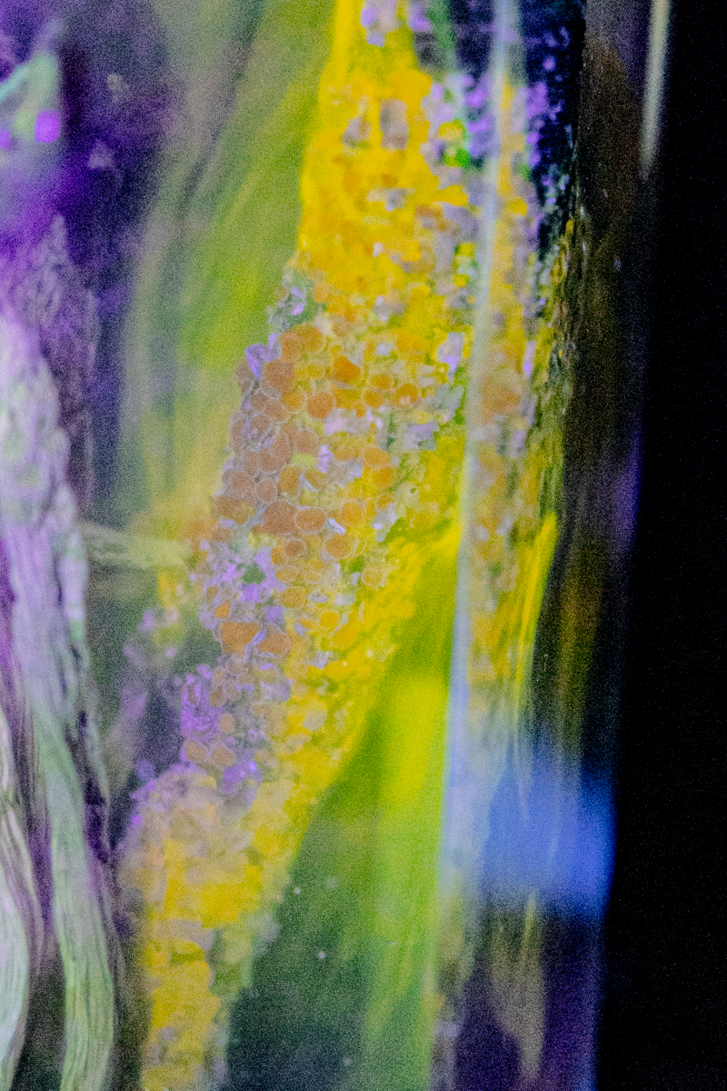 Chemie des Überlebens - Südlicher Ackerling & Buntflechte