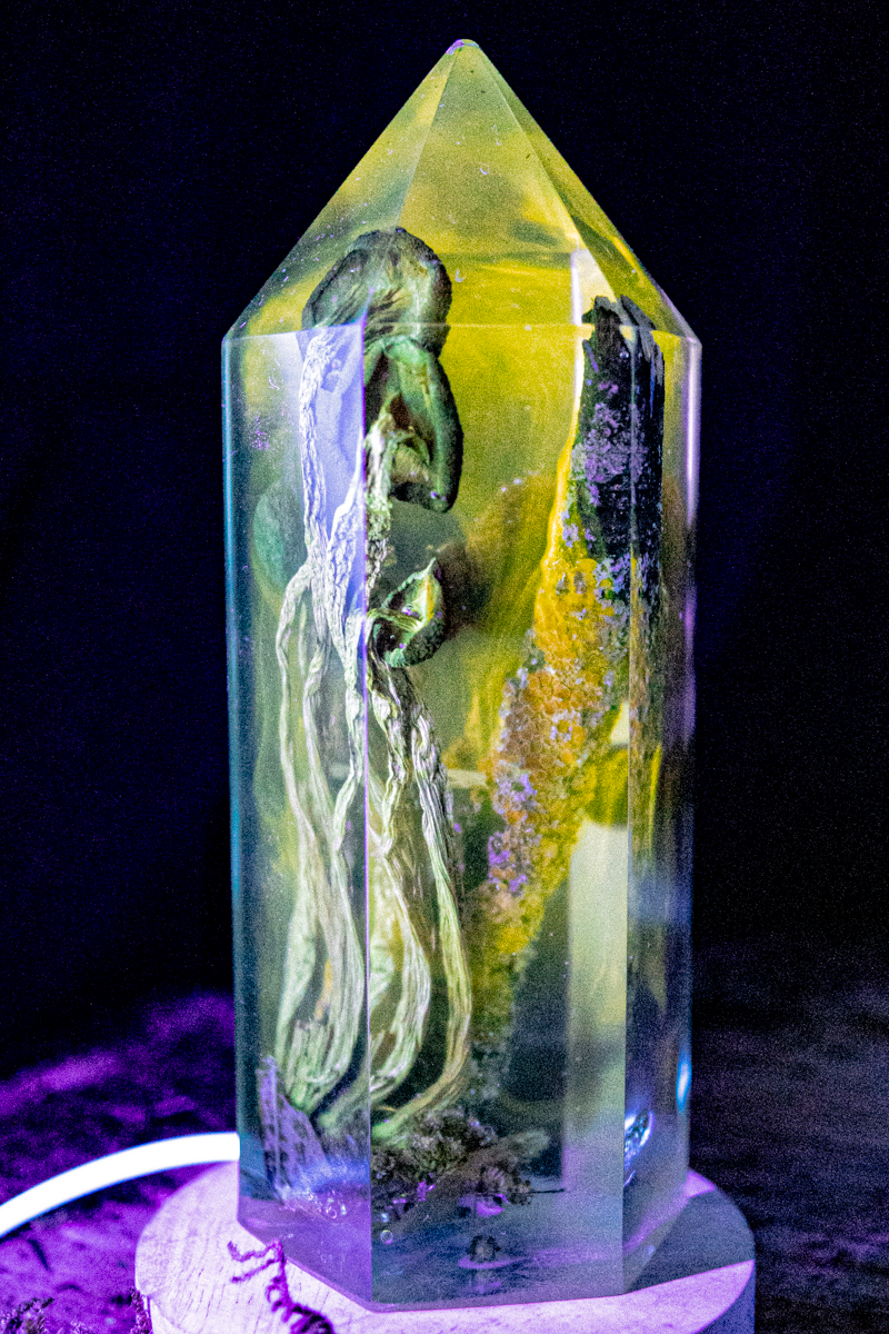 Chemie des Überlebens - Südlicher Ackerling & Buntflechte