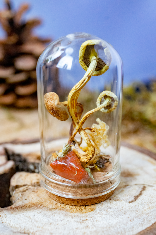 Pilze unter Glaskuppel auf Kork