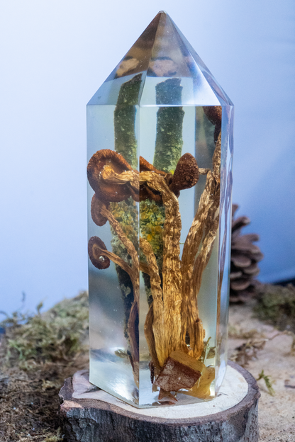 Chemie des Überlebens - Südlicher Ackerling & Buntflechte