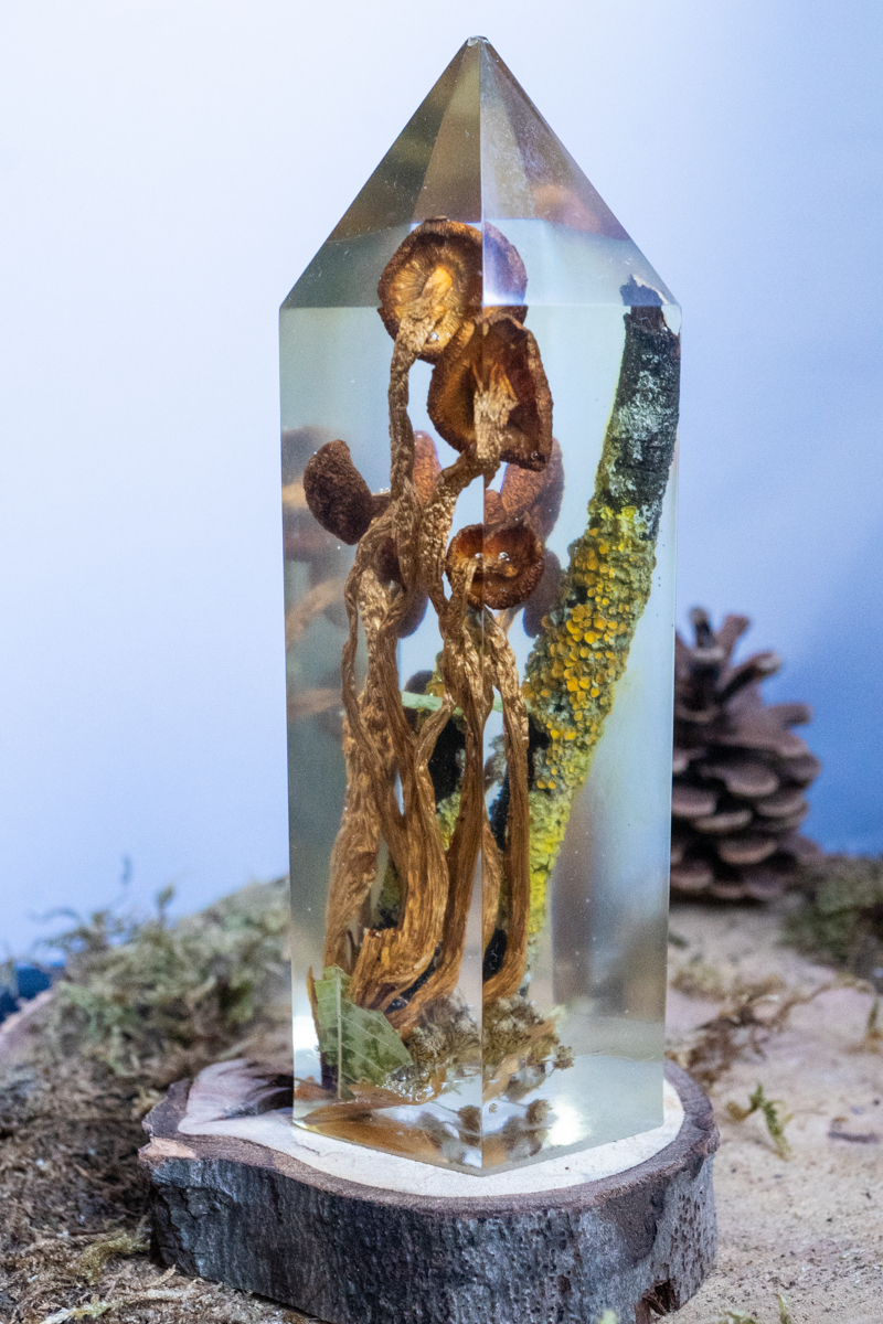 Chemie des Überlebens - Südlicher Ackerling & Buntflechte