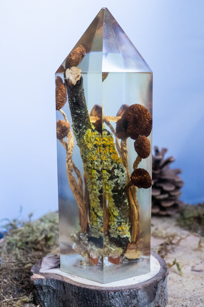 Chemie des Überlebens - Südlicher Ackerling & Buntflechte