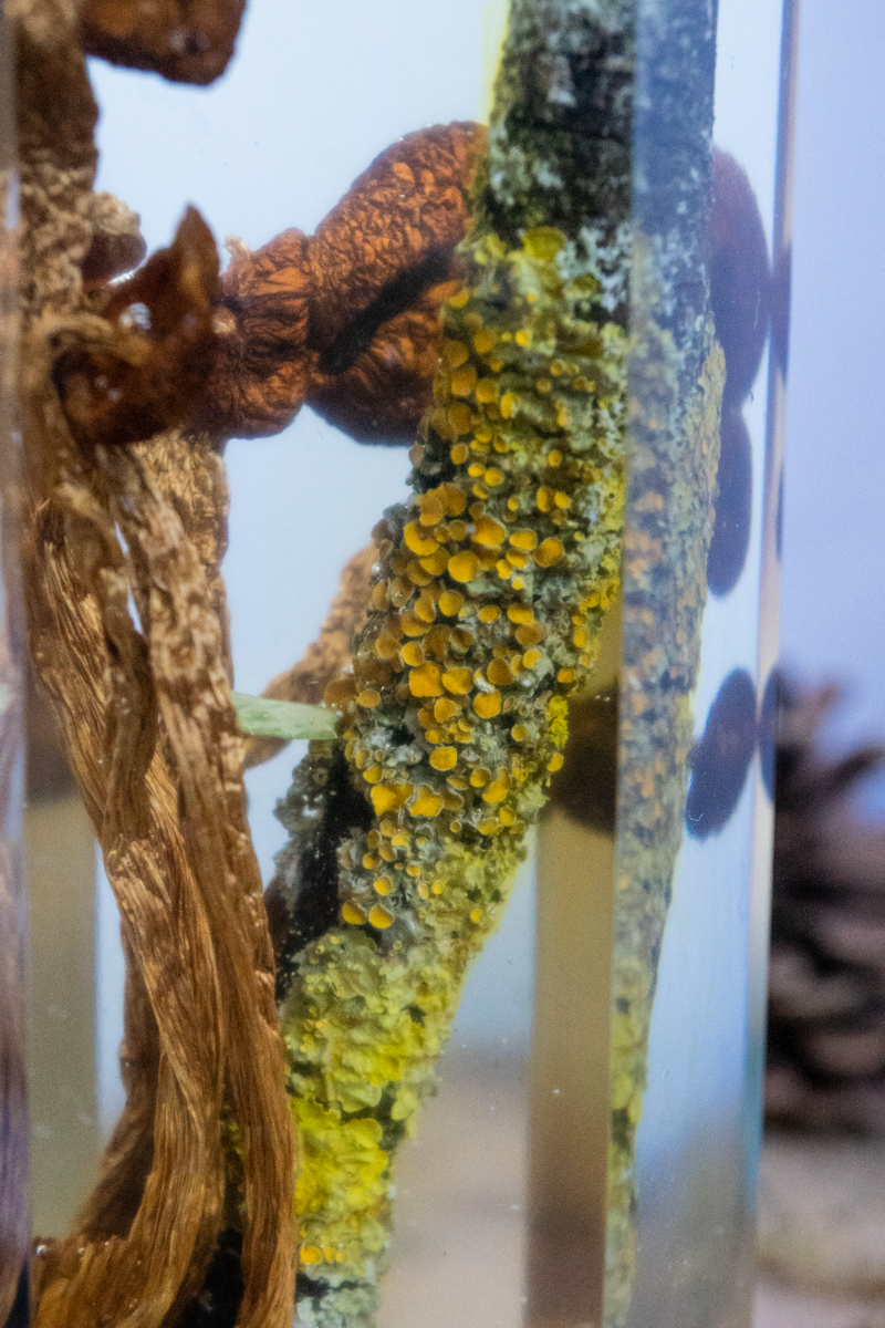 Chemie des Überlebens - Südlicher Ackerling & Buntflechte