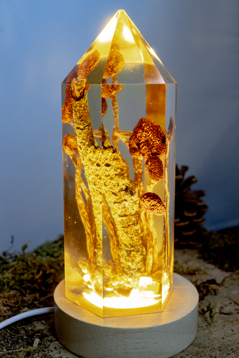 Chemie des Überlebens - Südlicher Ackerling & Buntflechte