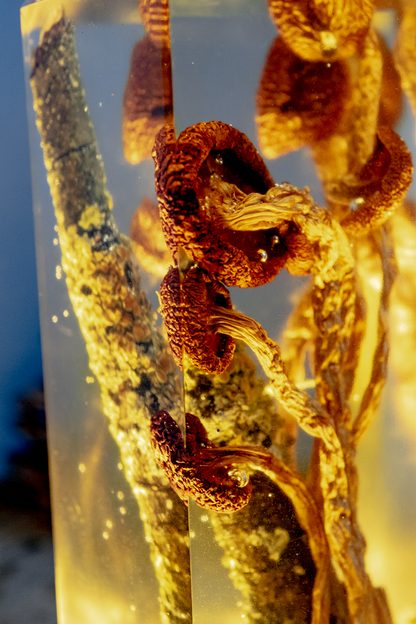 Chemie des Überlebens - Südlicher Ackerling & Buntflechte