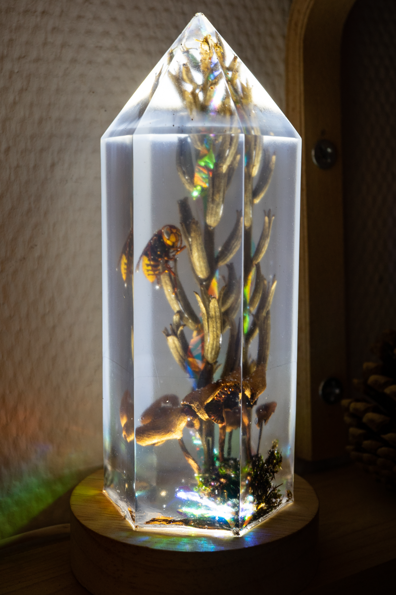 PRIVATE COLLECTION · Zwischen Blüte und Stachel – Nachtkerze, Pilze, Hornisse & Regenbogenlicht