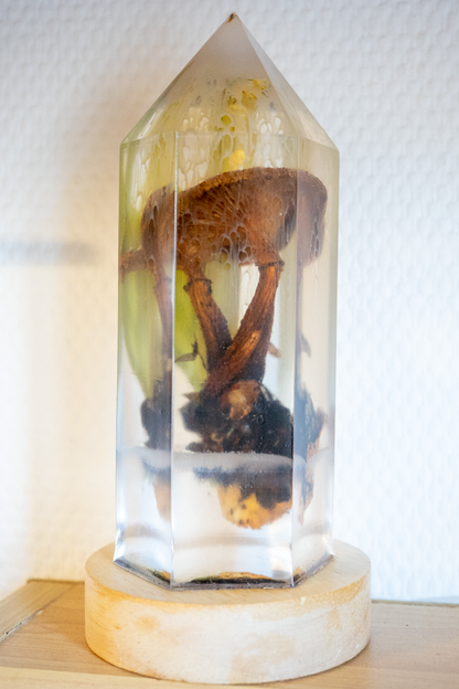 Sporenschrift – Hallimasch, Maiglöckchen, Baumzapfen & Blätter