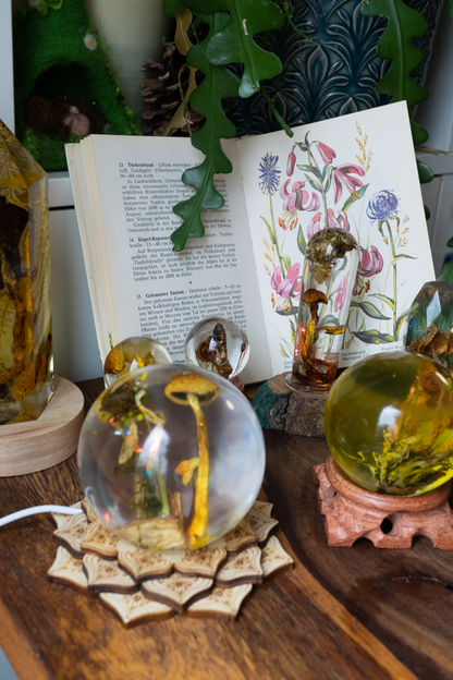 Kleine Waldkugel – grünblättrige Schwefelköpfe & Regenbogen