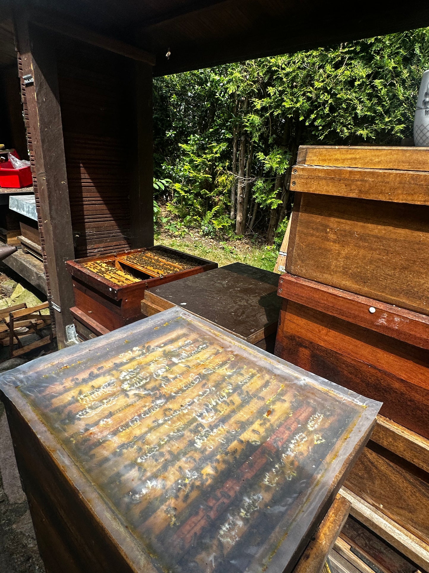 Bienenwachs- als Kosmetikrohstoff & Teelichter aus eigener Imkerei | 100 % Bienenwachs